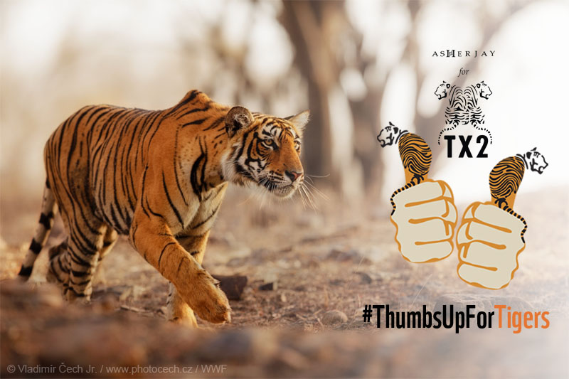 Ajitora Joins WWF in Celebrating Global Tiger Day with #‎ThumbsUpForTigers!