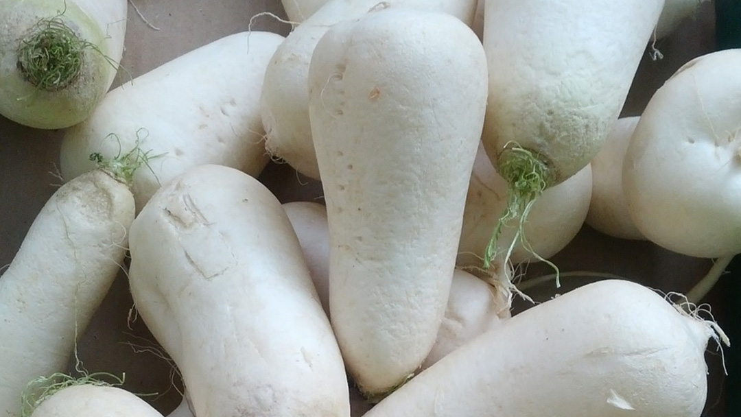 White radish