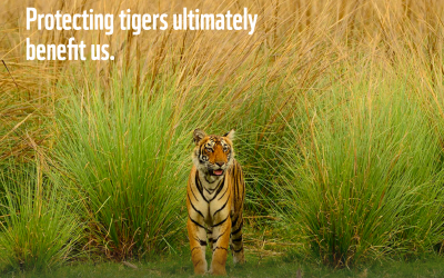 Happy Global Tiger Day!