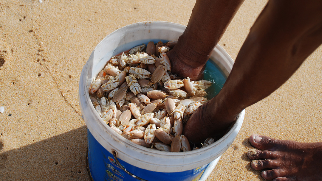 Shellfishing on beach in Phuket