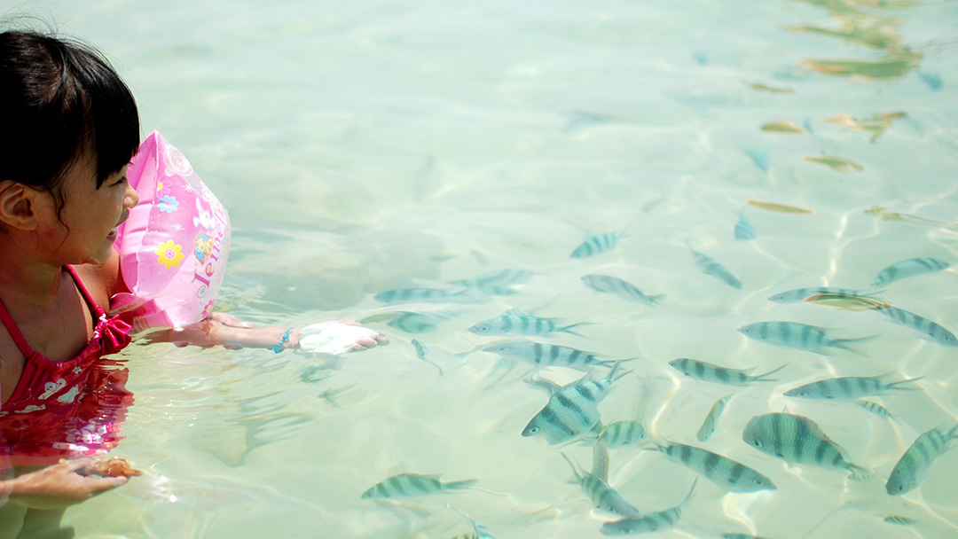 Swimming with schools of fish in Sabah