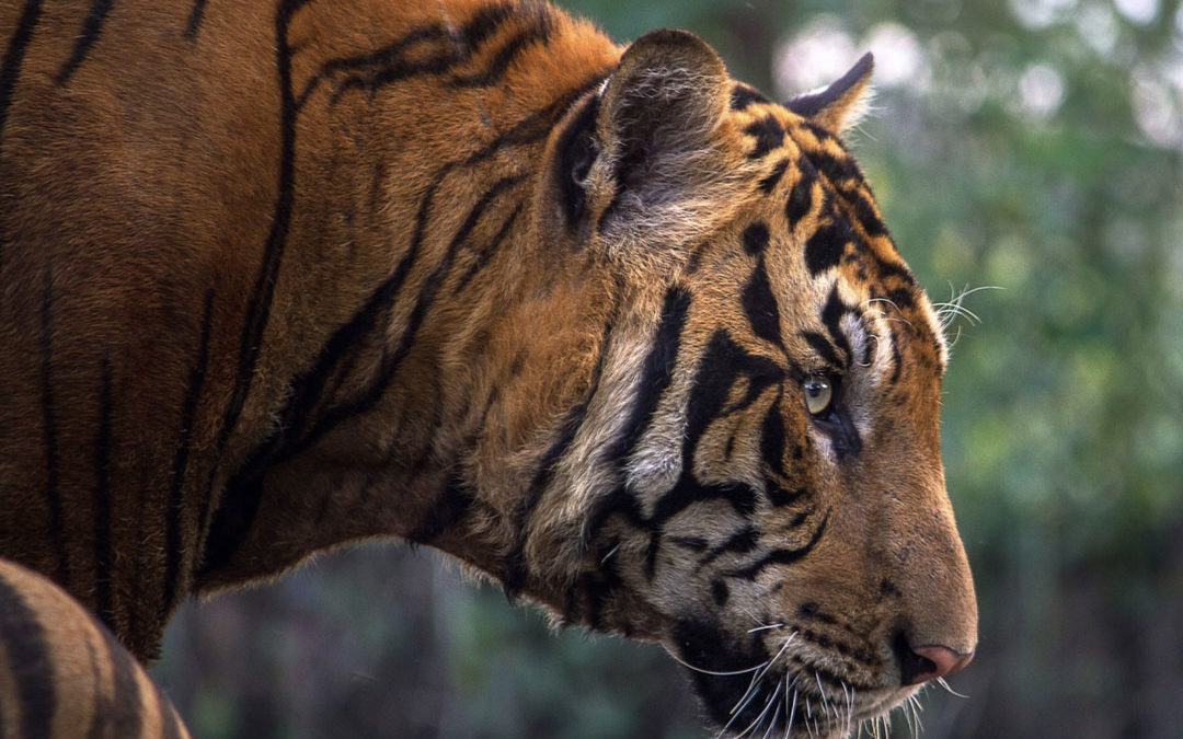 Nepal – The first country to double tigers!